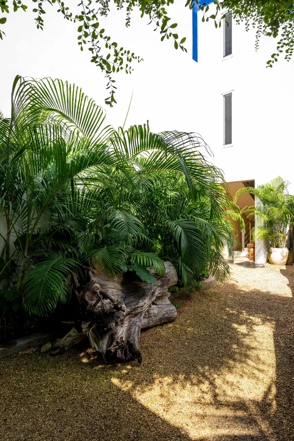 Palms and planting in the grounds of Villa Kokos