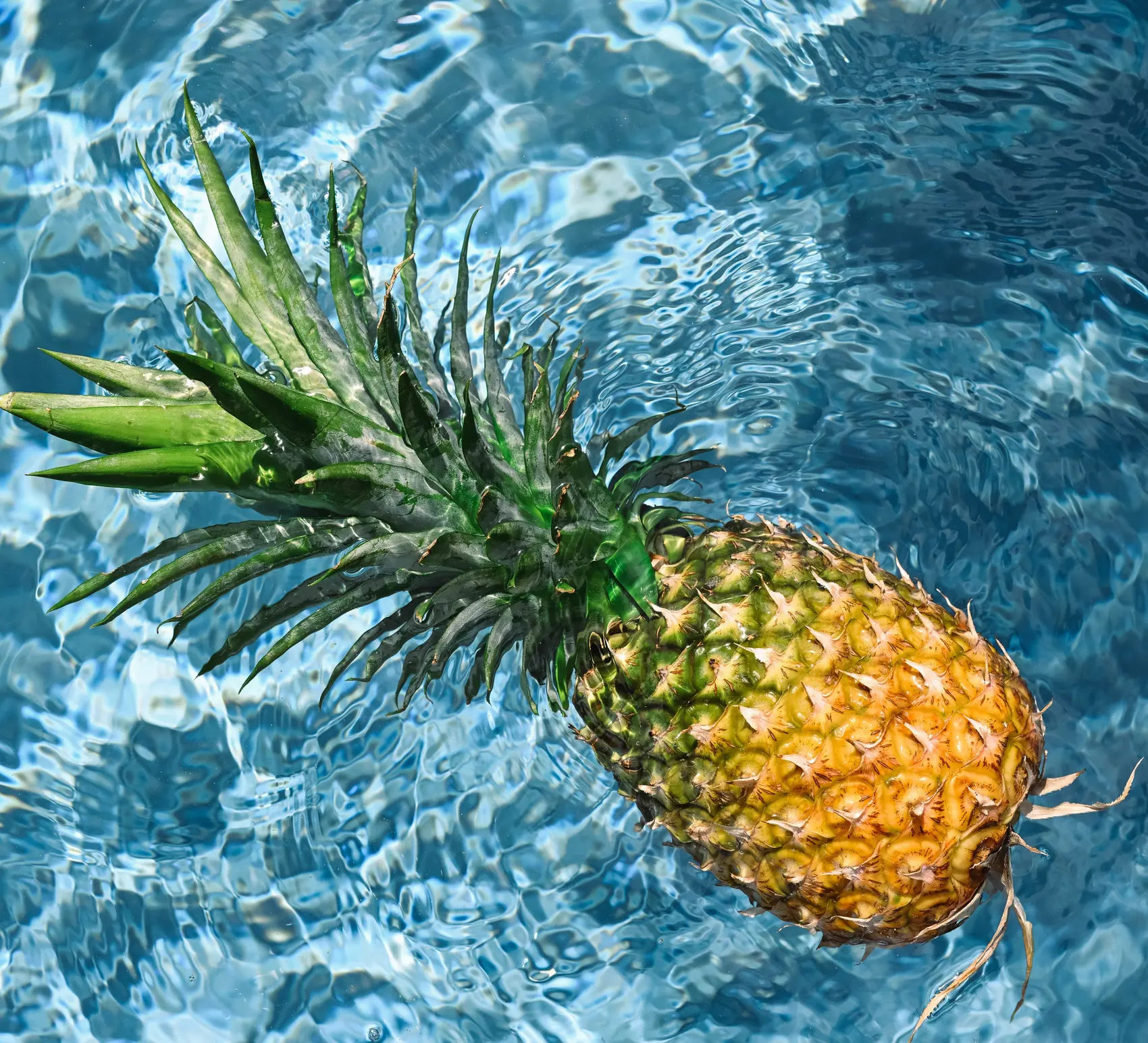 A pineapple floating in the pool at Villa Kokos, Kiwengwa Zanzibar